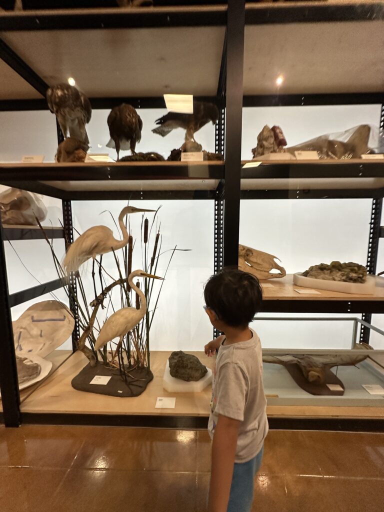 Child standing in front of a display of animals at the San Diego Natural History Museum